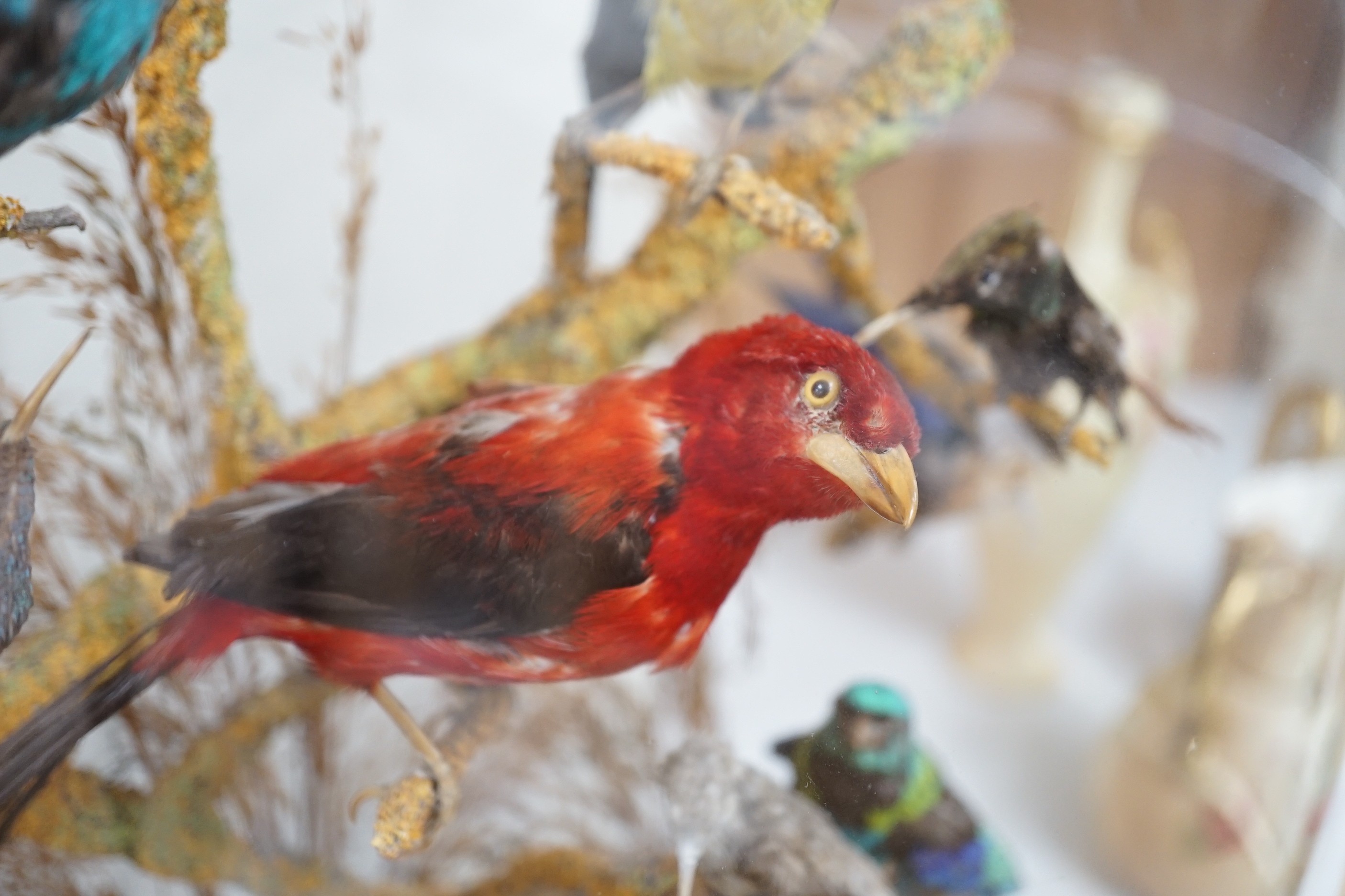 A Victorian taxidermic exotic aviary group of mainly South American birds, to include a Venezuelan troupial, seven-coloured tanager, white-bellied hummingbird etc., under glazed dome. 51.5cm high overall